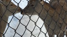 札幌市丸山動物園のシカ