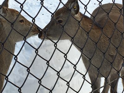 札幌市丸山動物園のシカ