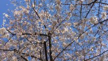 千川通りの桜