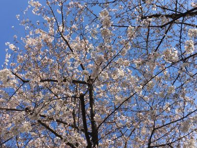 千川通りの桜